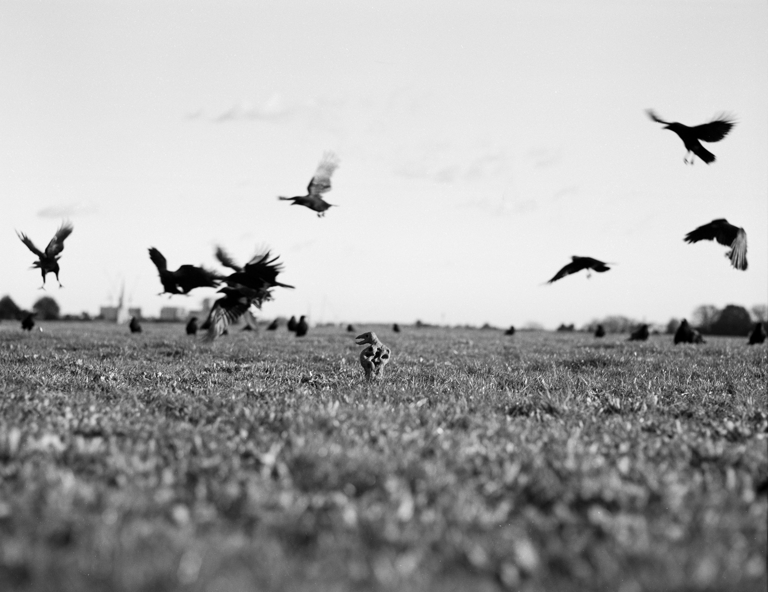 Black and white print of photograph of crows