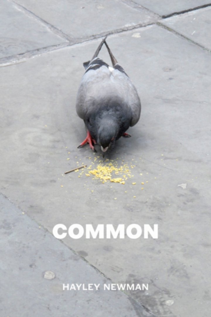 A pigeon eats crisps from the pavement. The book's title Common and the name of its author Hayley Newman appear white text beneath the image of the pigeon.